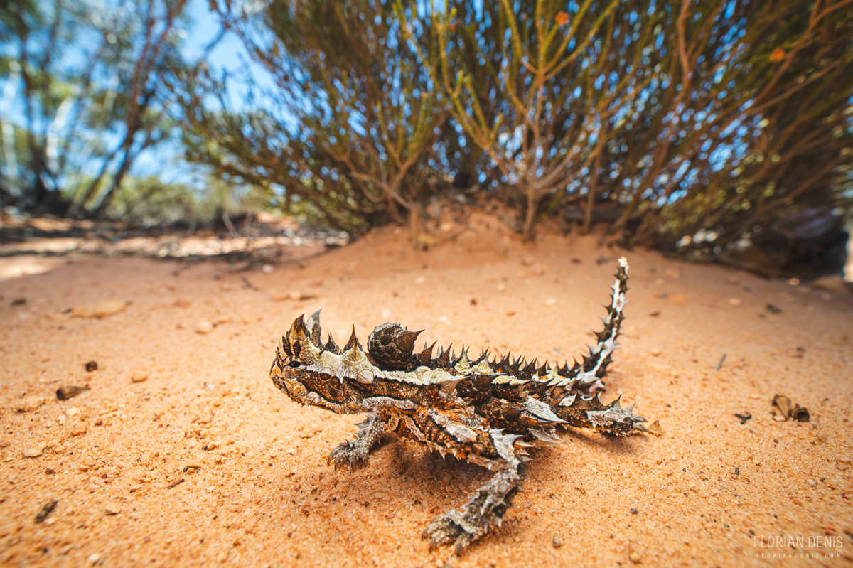 Lézards